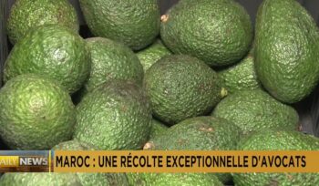 morocco: farmers on track for a bumper avocado harvest