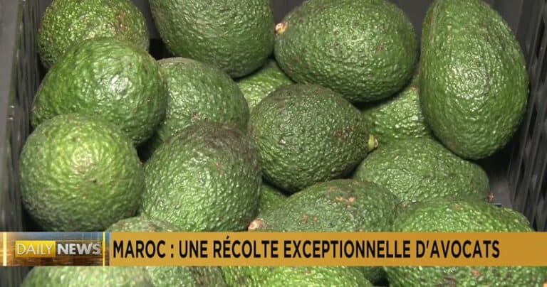 Pile of fresh avocados with news banner