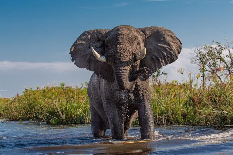 Elephant standing in shallow river splashing water