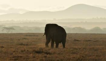 crisis management: how brics nations are tackling global issues