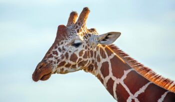 healthcare collaboration: lessons from brics during a global pandemic