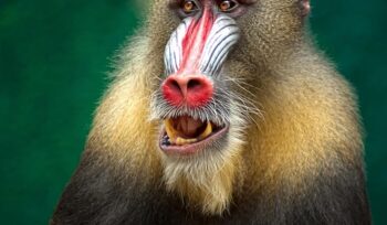 brics expands: a new era of economic collaboration takes shape