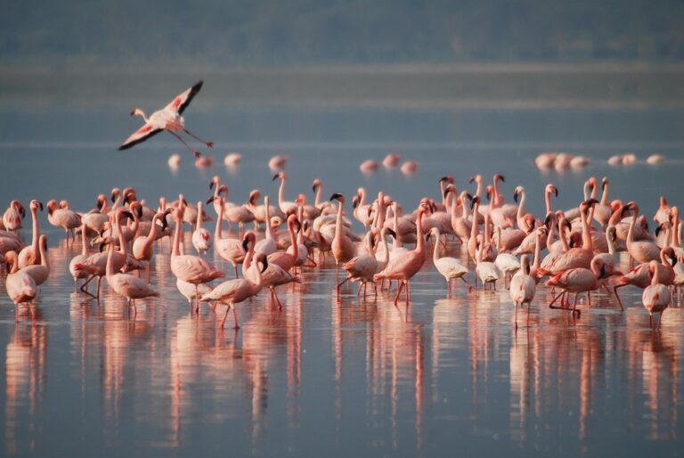 Flock of pink flamingos in shallow water, one flying.