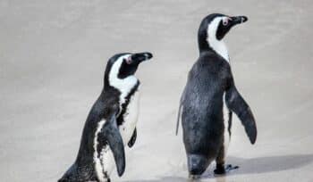 technological cooperation: how brics plans to lead in digital transformation in 2024