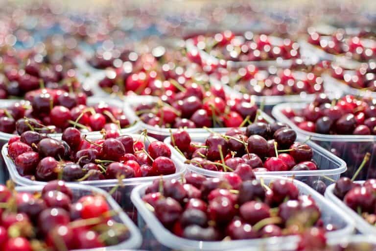 Plastic containers filled with fresh red cherries