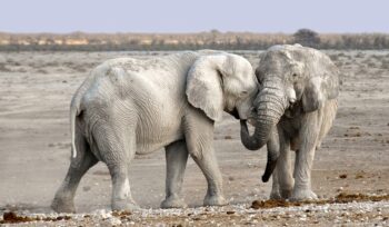 tourism trends: exploring the brics nations in 2023