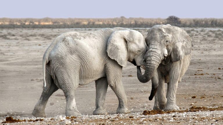Two elephants touching trunks in dry savanna.