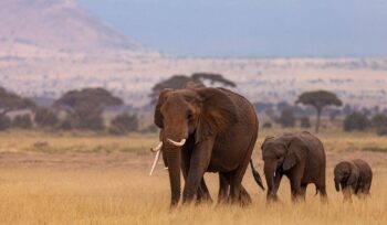 brics summit 2024: a platform for climate action and economic resilience