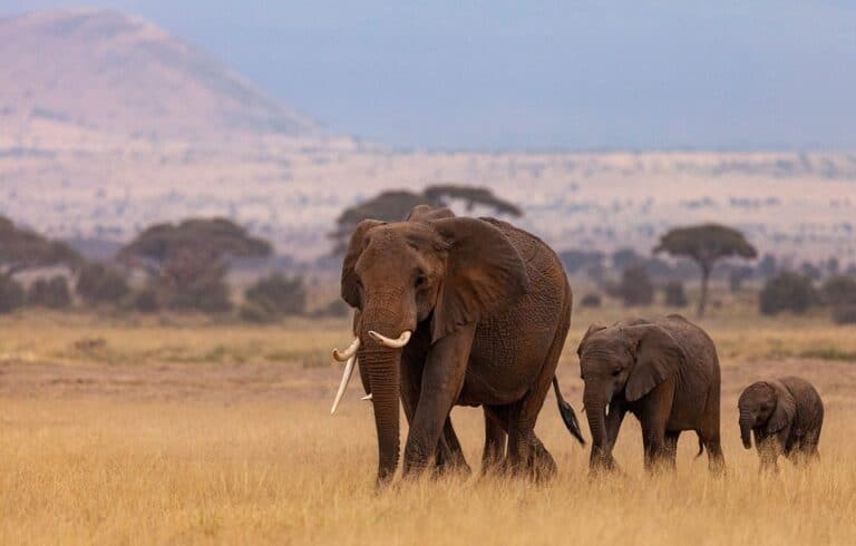 Elephant family walking across African savanna grassland