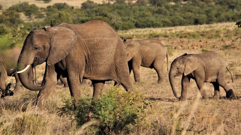 Three elephants walking across African savanna grassland