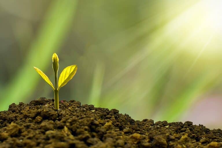 Green seedling sprouting from soil in sunlight