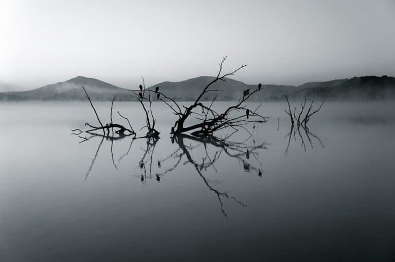 Dead tree branches in misty lake at dawn