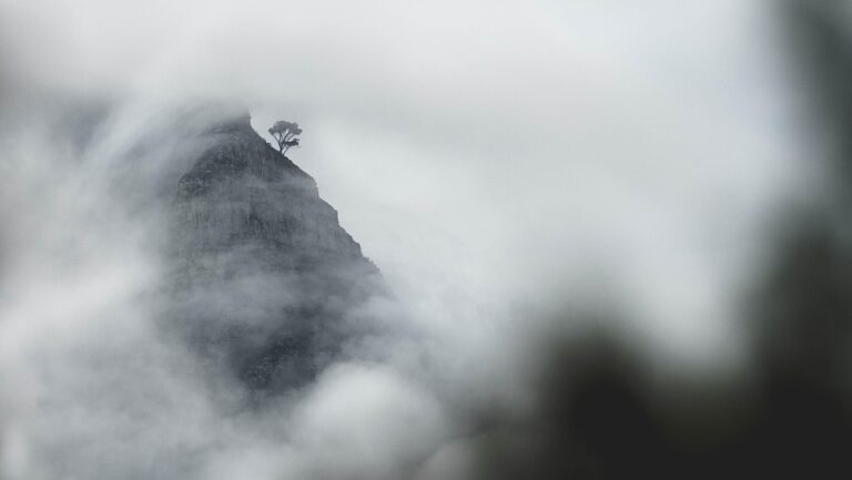 Lone tree atop misty mountain peak
