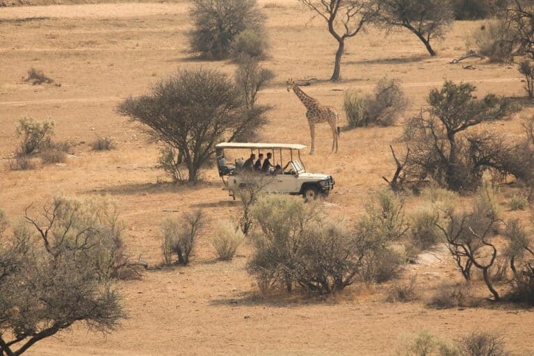 Safari jeep observing giraffe in dry savannah landscape