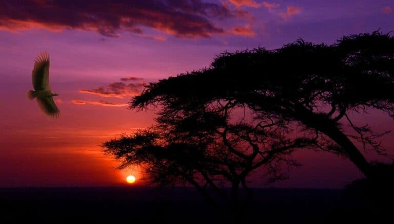 Silhouetted acacia trees and bird at sunset