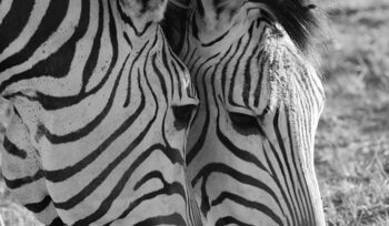 emerging markets on the rise: the economic power shift with brics in 2024