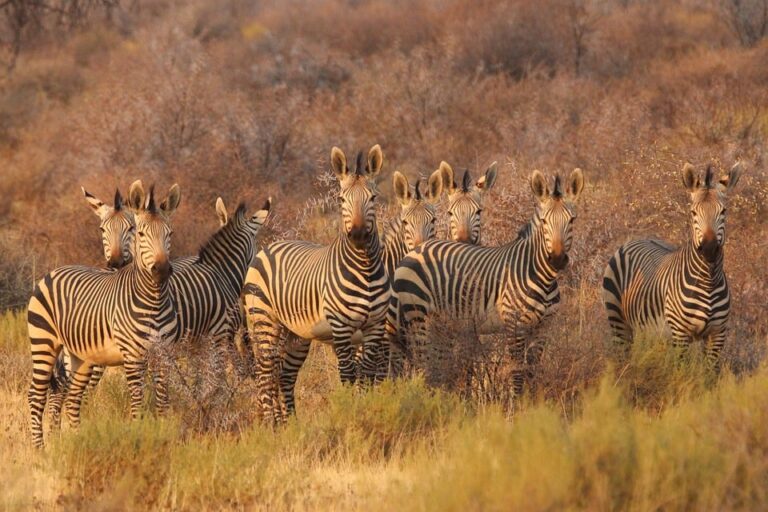 Group of zebras standing in dry savanna grassland