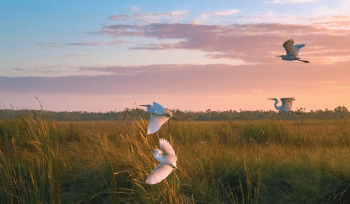 pharmaceutical waste management environmental compliance